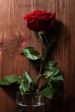 Red rose Stock Photos