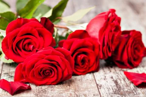 Red rose Stock Photos