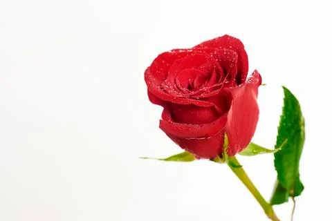 Red rose Stock Photos