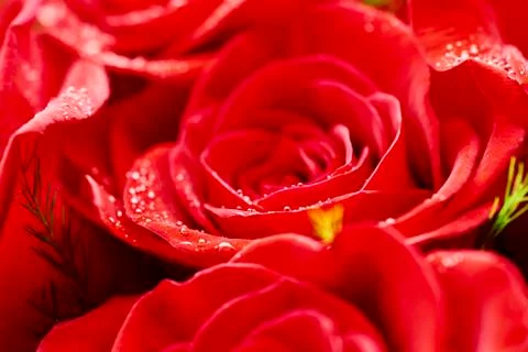 Red Rose 스톡 사진