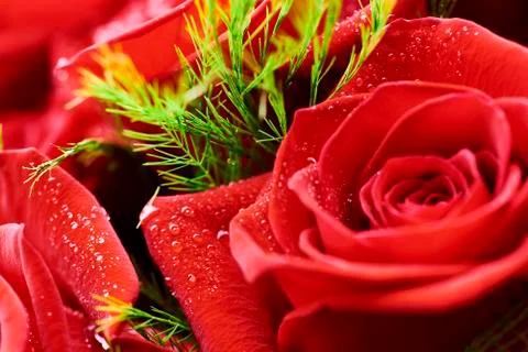 Red Rose Stock Photos