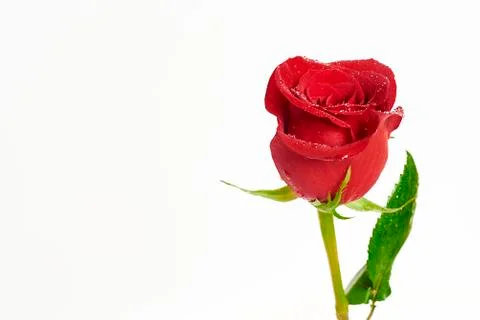 Red rose Stock-Fotos