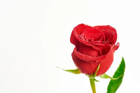 Red Rose Stock-Fotos