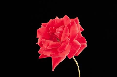 Red rose Stock Photos