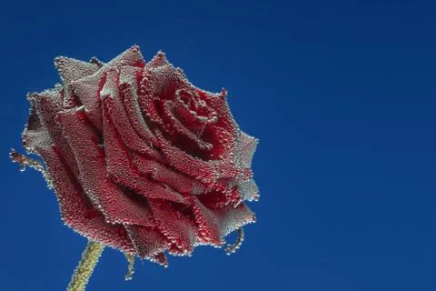 Red rose Stock Photos