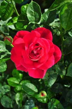 Red Rose. Stock Photos