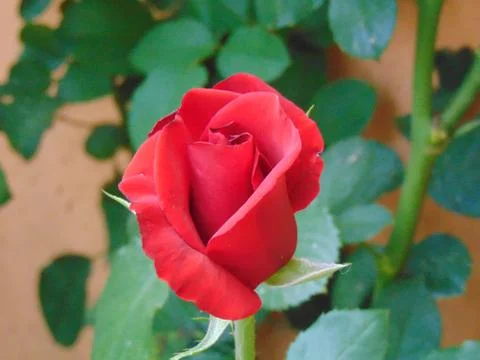 Red rose 写真素材