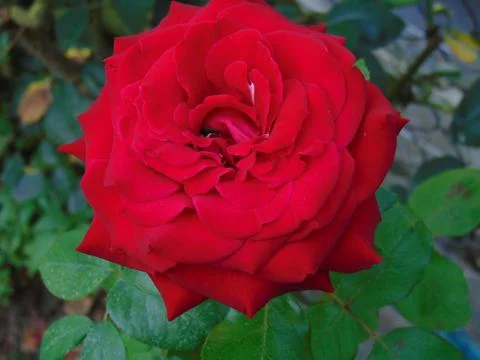 Red rose 写真素材