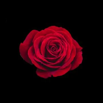 Red rose Stock Photos