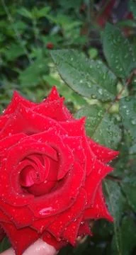 Red Rose. Stock Photos
