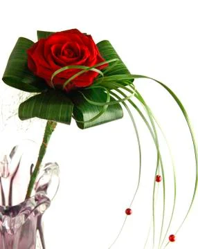 Red rose Foto stock