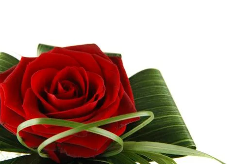 Red rose Foto stock
