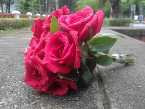 Red Rose Stock Photos