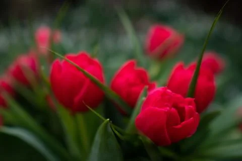 Red rose Stock Photos