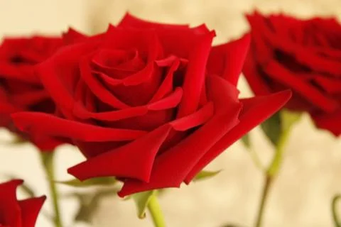Red rose Stock Photos