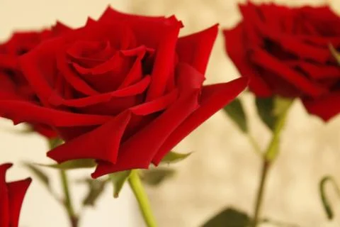 Red rose. Stock Photos