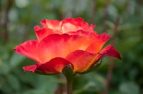 Red Rose Stock Photos