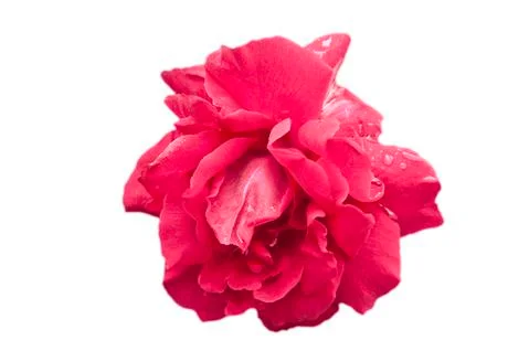 Red Rose Stock Photos