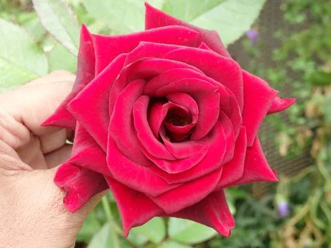 Red Rose Stock Photos