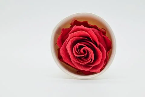 Red rose Stock Photos