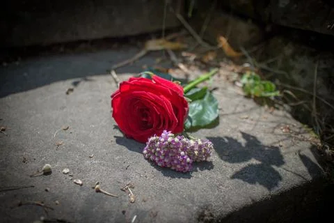 Red Rose Stock Photos