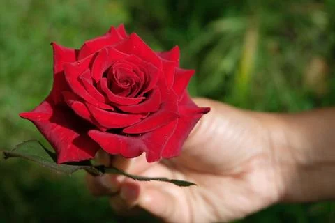 Red rose Stock Photos