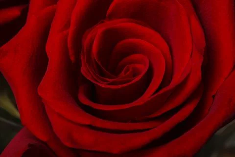 Red rose Stock Photos