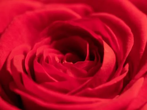 Red Rose Stock-Fotos