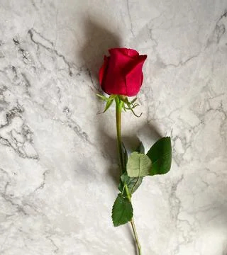 Red rose Stock Photos