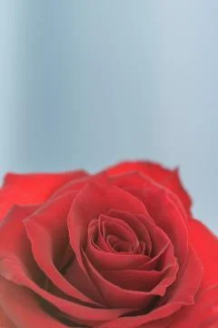 Red Rose 写真素材
