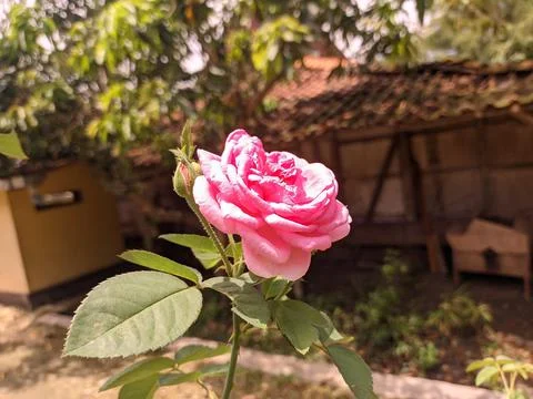 Red rose Stock Photos