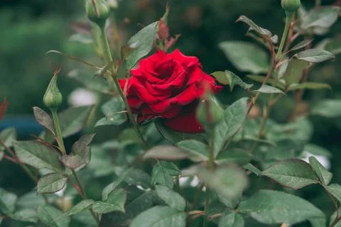 Red rose Stock Photos