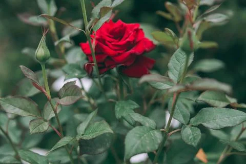 Red rose Stock Photos