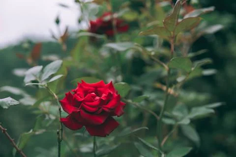 Red rose Stock Photos