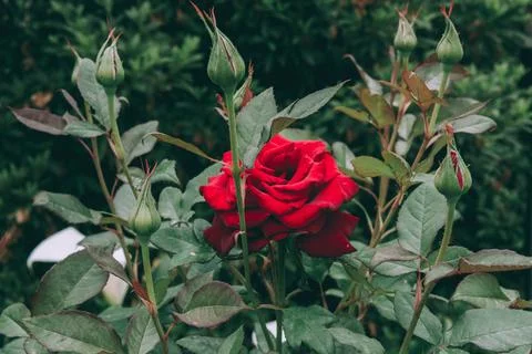 Red rose Stock Photos
