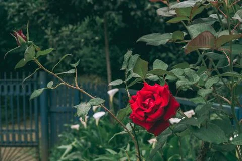 Red rose Stock Photos