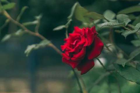 Red rose Stock Photos