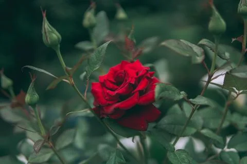 Red rose Stock Photos