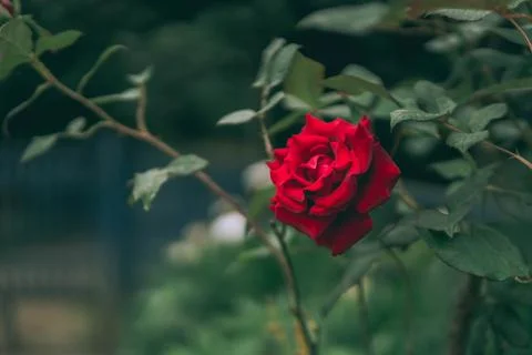 Red rose Stock Photos