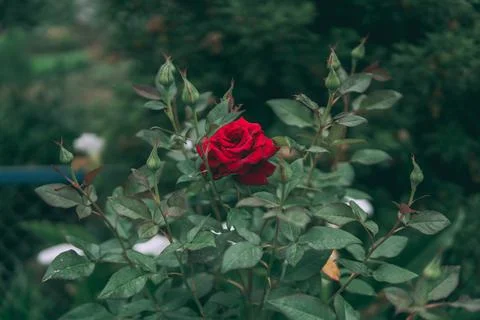 Red rose Stock Photos