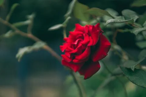 Red rose Stock Photos