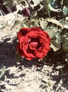 Red rose Stock Photos