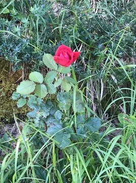 Red rose Stock Photos