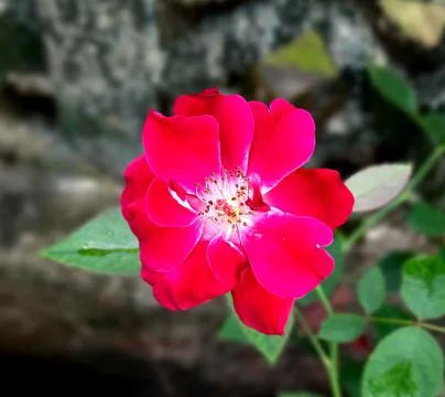 A red rose Stock Photos