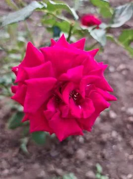 Red rose Fotos Stock