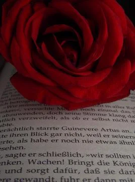 Red Rose Foto stock