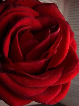 Red Rose Foto stock