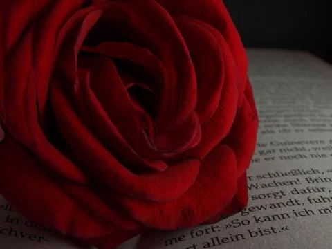 Red Rose Foto stock