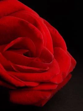 Red Rose Foto stock