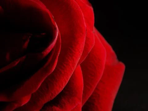 Red Rose Foto stock